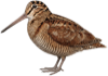 ヤマシギ